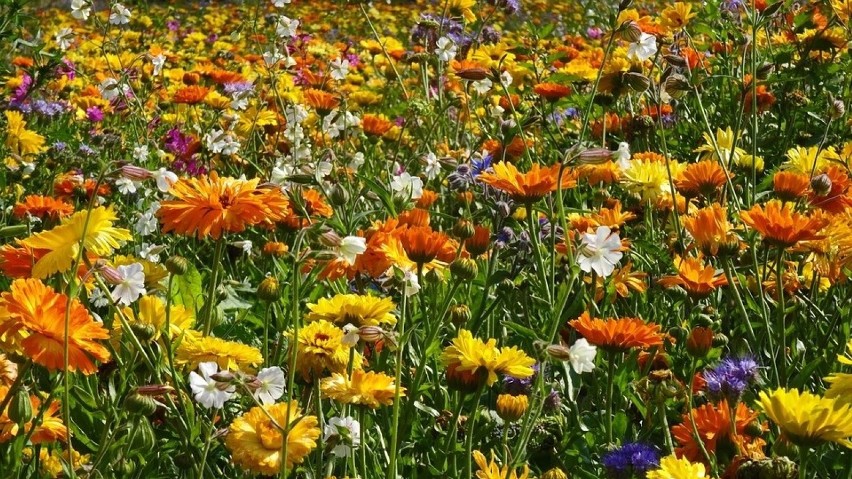 Miód tysiąca kwiatów produkowany jest z nektaru leśnych i...