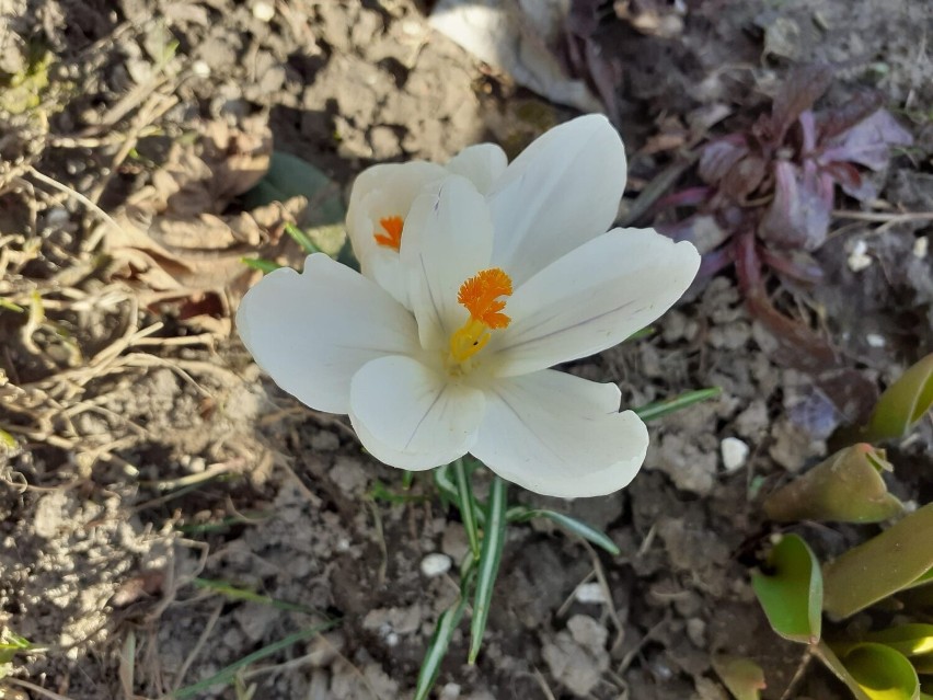 Wiosna w ogrodach naszych Czytelników. Te kwiaty to prawdziwe zwiastuny wiosny!