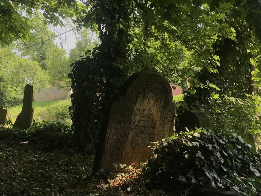 Stary cmentarz żydowski. To gęsto obrośnięta roślinnością nekropolia kryje mroczną historię