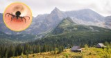 Czy kleszcze są już w Tatrach? Lekarze z Zakopanego mają sporo pacjentów 