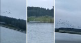 Dzierżawca jeziora Krąg w gminie Stara Kiszewa filmikami udowadnia, że ptaków na akwenie jest całe mnóstwo| WIDEO