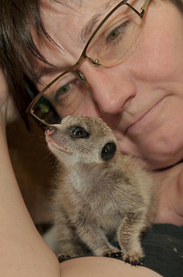 ZOO Warszawa. Poznajcie najmniejszą surykatkę w ogrodzie. To Gluś [ZDJĘCIA]