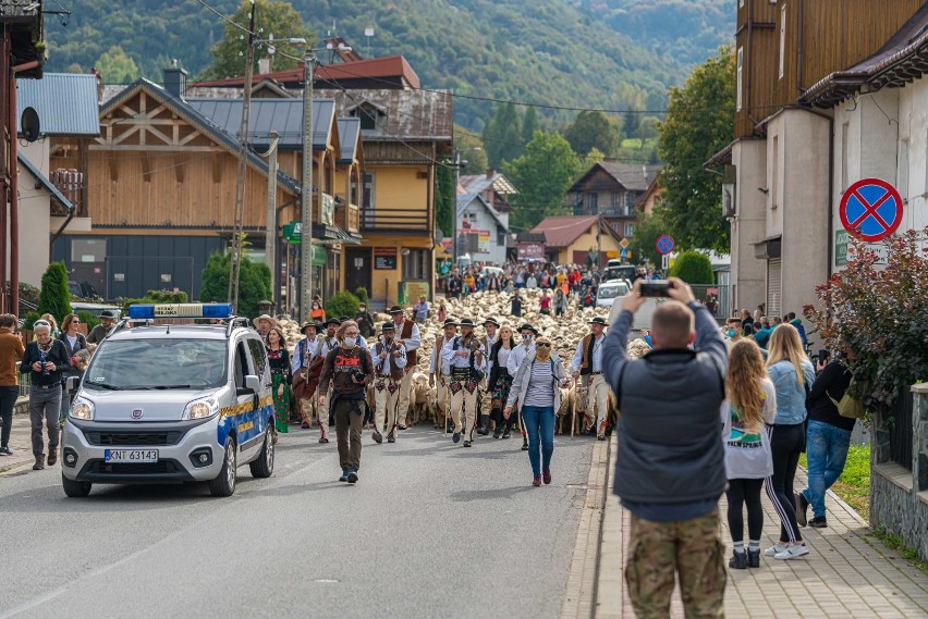 Szczawnica Redyk Fest 2020. Owce zeszły z hal na zimę. W góry powrócą dopiero na św. Wojciecha [ZDJĘCIA]