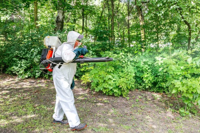 Opryski na kleszcze i komary w Katowicach