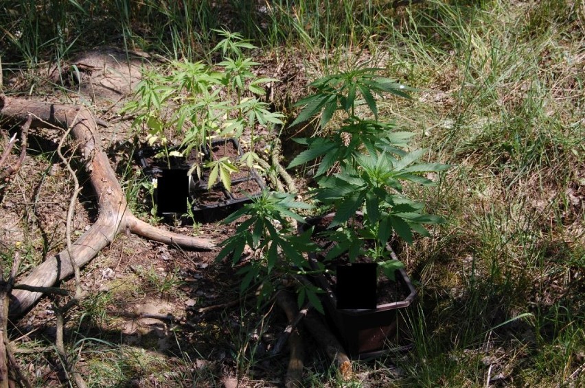 Bełchatów. Plantacja marihuany zlikwidowana. Kolejna uprawa w gminie Kluki
