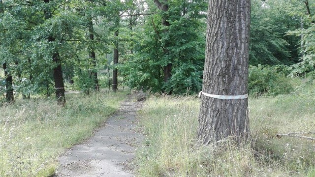 Drzewa przeznaczone do wycinki na działce przetargowej w Chorzowie