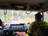 Kilkudziesięciu strażaków szukało grzybiarki w okolicach Skwierzyny - zdjęcia z akcji