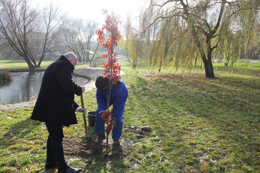 Grajewo. Park Solidarności pięknieje w oczach. Zobacz, jak się zmieniał [zdjęcia]