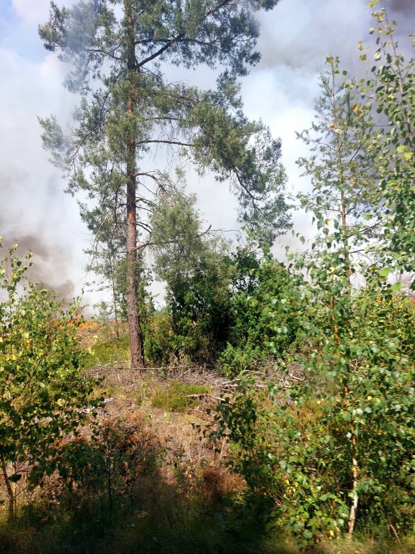 Pożar w lesie w gminie Lisków. W akcji gaśniczy Dromader. ZDJĘCIA