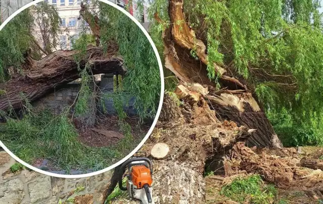 Do bardzo niebezpiecznej sytuacji doszło w piątek, 10 maja w godzinach porannych. Na chodnik przy ulicy Leśnej w Kielcach, naprzeciwko dawnego budynku Uniwersytetu Jana Kochanowskiego runęło wielkie drzewo.