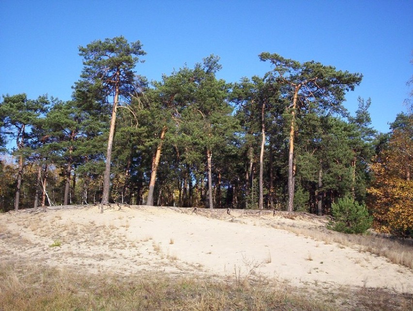 Warto tą niewielką miejscowość leżąca niedaleko Grodziska...