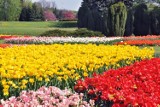 W Ogrodzie Botanicznym kwitną tulipany [zdjęcia]
