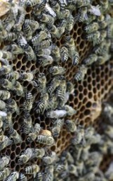 Gmina Szemud: Zgnilec amerykański pszczół w natarciu!