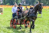 Podhale. Góralka wystartuje w mistrzostwach świata w powożeniu. Zaczynała w kumoterkach