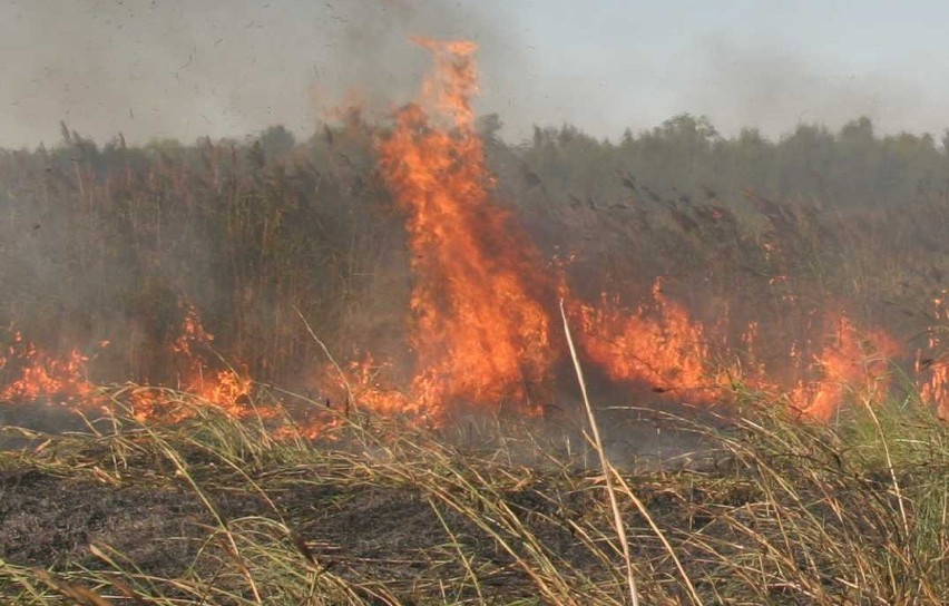 31 pożarów gasiła radomszczańska straż pożarna w weekend 16-18 marca