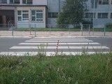 Pasy na przejściu dla pieszych na ulicy Anczyca w Łodzi prowadzą wprost na trawnik