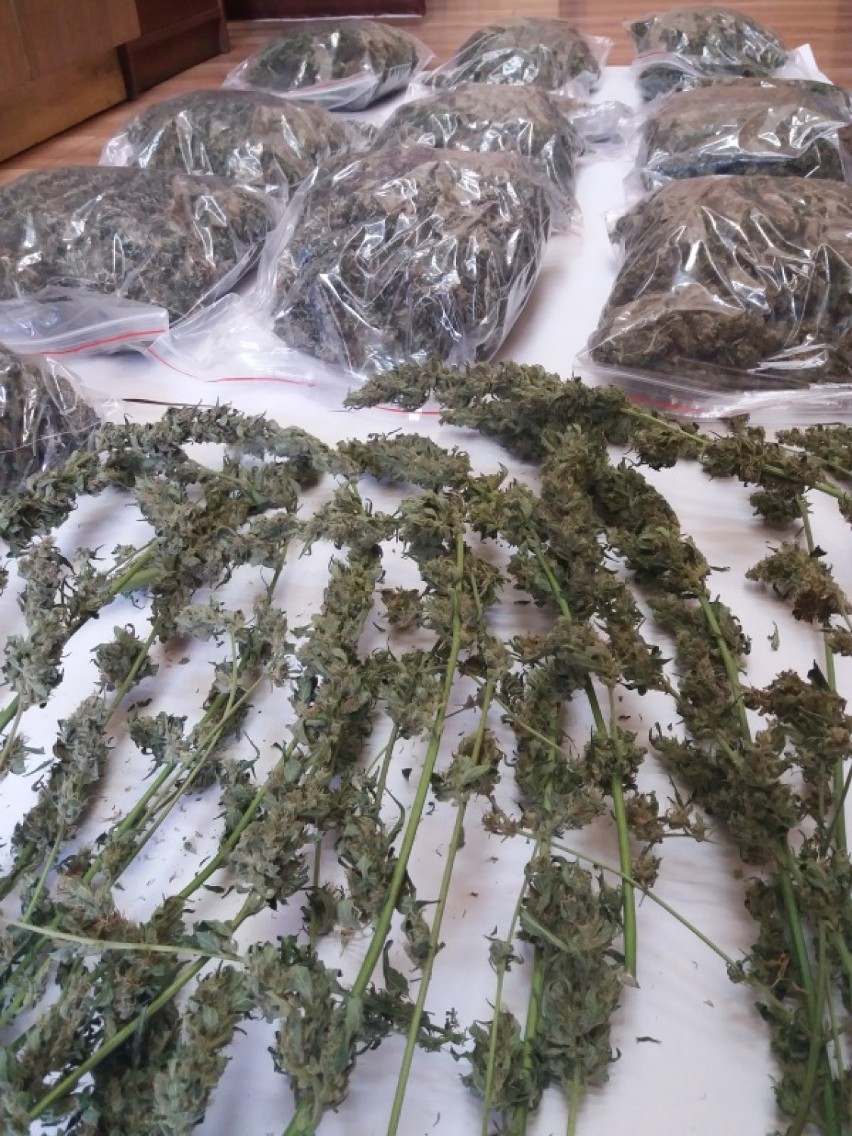 Kaliscy policjanci przejęli ponad dwa kilogramy marihuany i zatrzymali 65-letniego dilera [FOTO, WIDEO]