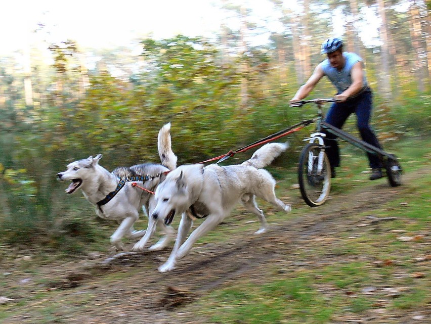 Wyścigi psich zaprzęgów w parku Reagana [PROGRAM, TRASY]