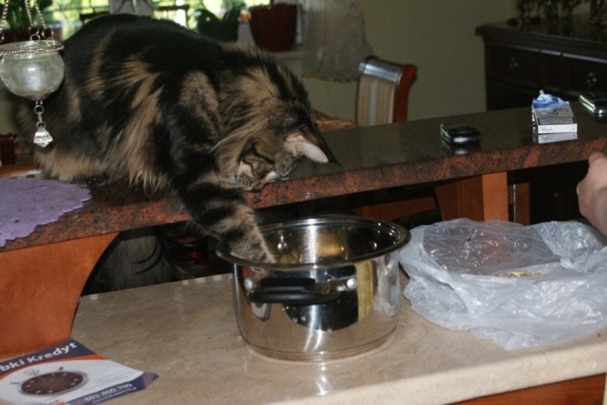 Ten kot chyba lubi pomagać przy gotowaniu...


ZOBACZ...