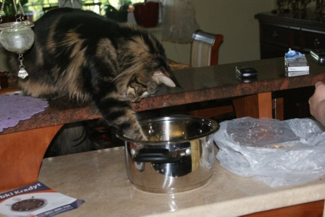 Ten kot chyba lubi pomagać przy gotowaniu...


ZOBACZ WSZYSTKIE KONKURSOWE ZDJĘCIA!