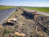Trwa wycinka drzew wzdłuż drogi Osieczna – Kąkolewo. Część już usunięto, ale prace wciąż trwają ZDJĘCIA