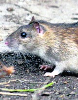 Plaga szczurów w Libiążu