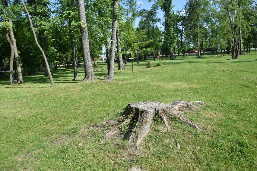 Kiedy w parku nad Małym Jeziorem Żnińskim zostaną posadzone nowe drzewa? Okazuje się, że nie tak szybko [zdjęcia] 