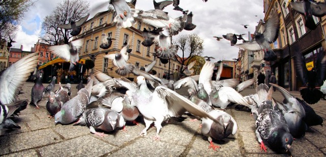 Zdjęcie pochodzi z galerii MM-kowicza Dzikakiszka >>> http://www.mmzielonagora.pl/fotogaleria/na-zielonogorskim-deptaku-brzydkie-ptaki-zdjecia