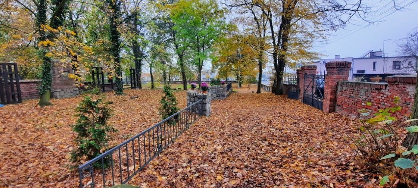 Około 800 doniczek chryzantem zostało rozdysponowanych na terenie gminy Czempiń [FOTO]