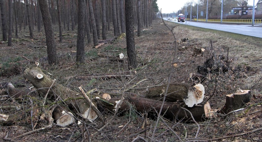 Wycinka drzew jest prowadzona na terenie stanowiącym pas...