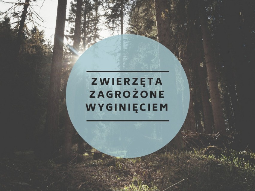 Zwierzęta zagrożone wyginięciem w Polsce to ponad 2000...
