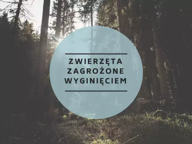 Zwierzęta zagrożone wyginięciem w Polsce to ponad 2000 gatunków! Zobacz niektóre z nich.