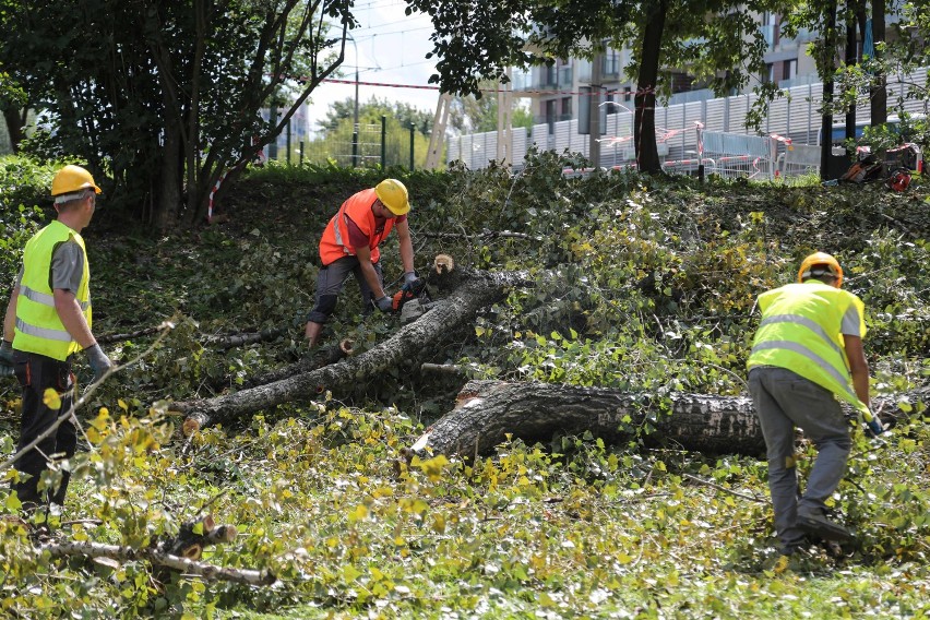 Według obrońców zieleni, urzędnicy nie chcieli ocalić drzew,...
