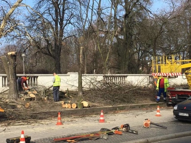 Pod koniec lutego wycięto cztery dorodne drzewa przed wejściem do parku Wilsona w Poznaniu - od ul. Głogowskiej.
Przejdź do kolejnego zdjęcia --->