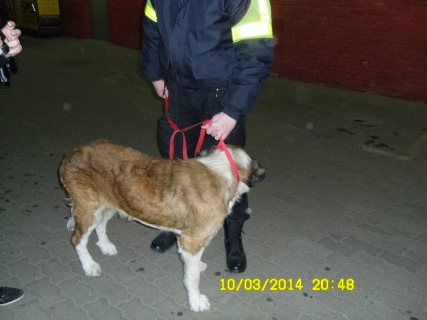 Głodzone psy uratowali strażnicy miejscy w Łodzi