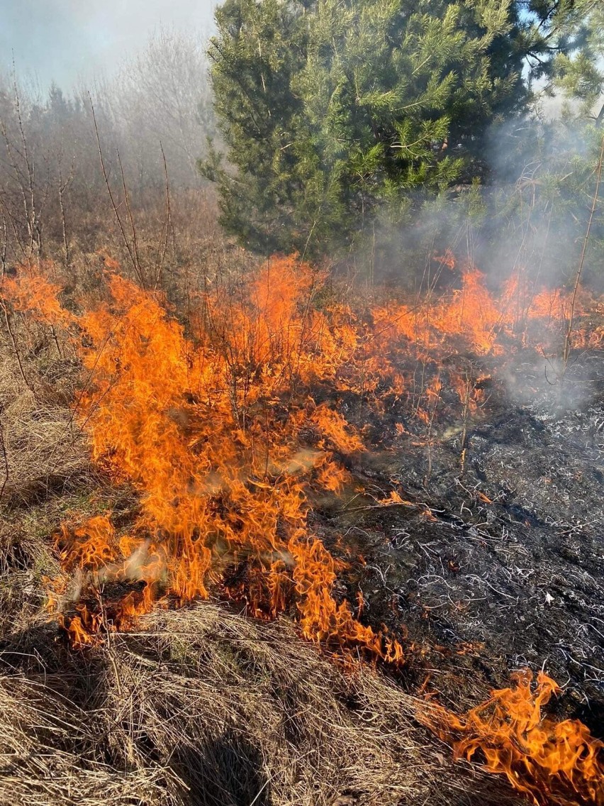 Pruszcz Gdański. Stop pożarom traw! Mocna kampania straży pożarnej skierowana do mieszkańców | ZDJĘCIA