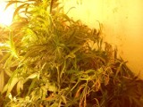 Gmina Ludwin: Zlikwidowano profesjonalną plantację marihuany (ZDJĘCIA)