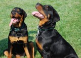 Do 14 sierpnia właściciele za darmo mogą zaszczepić swoje psy przeciwko wściekliźnie
