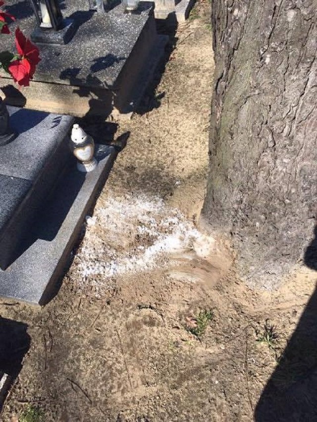 Sól na cmentarzu parafialnym w Lublińcu. - Była przykryta piaskiem, żeby była niewidoczna - zwrócili uwagę mieszkańcy.