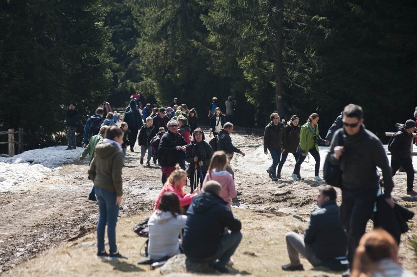 Tatry. Policja ostrzega: nie ma wyjazdu na krokusy w tym roku 5.04.