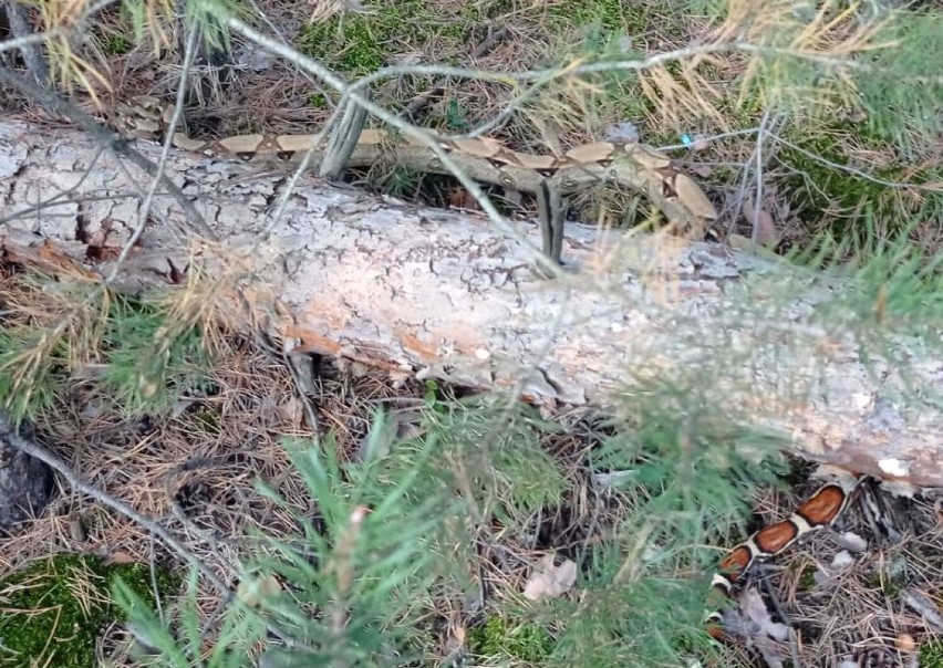 Wąż - ba dusiciel - znaleziony w lesie w powiecie górowskim