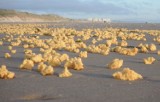 Kanał La Manche wyrzucił na francuskie plaże miliony dziwnych żółtych gąbek