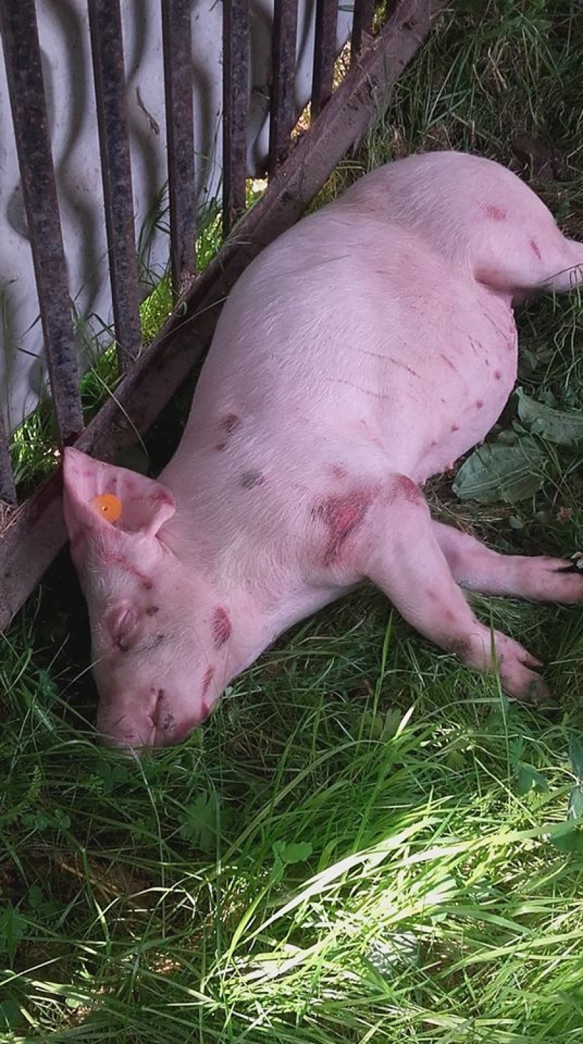 Boguszyce: O śwince Pepie, która uciekła z transportu