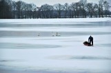 Strażacy ratowali łabędzie [Foto]