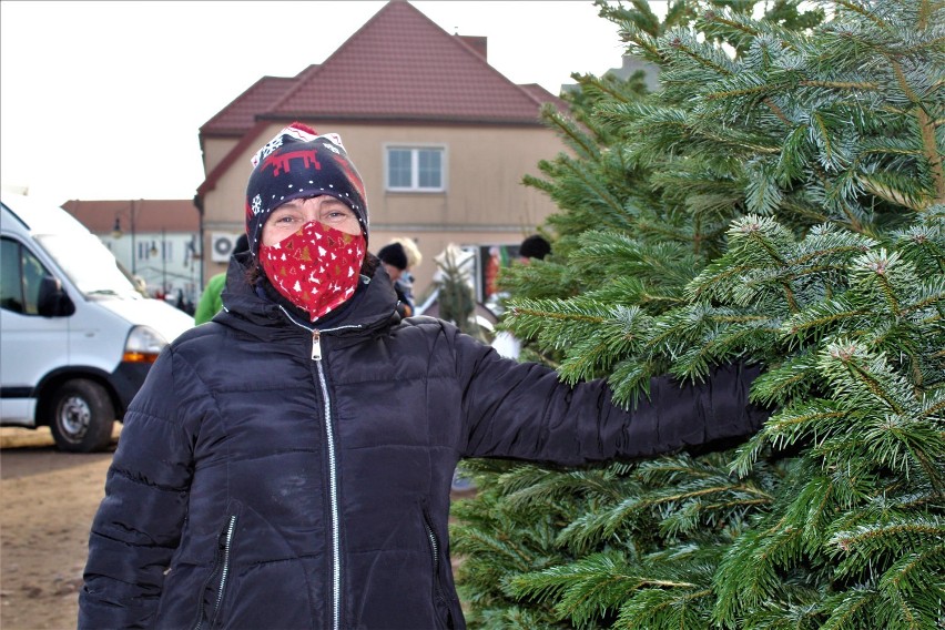 Jakie choinki kupują najczęściej łęczycanie? Ceny i rodzaje (ZDJĘCIA)