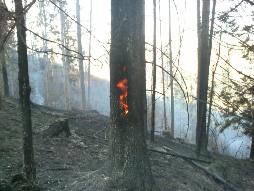 Około 20 hektarów lasu spłonęło w górskim przysiółku...