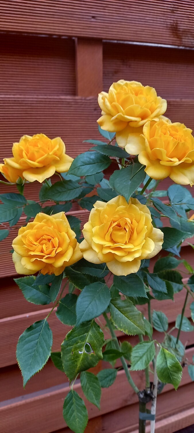 Róża o wyjątkowej barwie, sfotografowana przez Wiktorię Drabowicz, może stać się katalogową "Złotowską Różą"