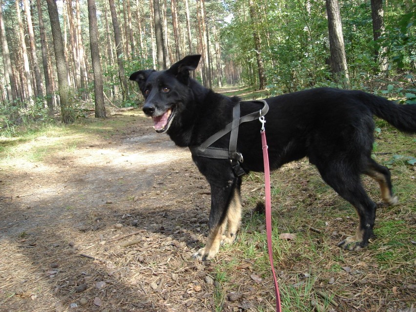 Hades ... nadzieja umiera ostatnia.