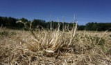 Żuławy. Rolnicy mogą zgłosić straty w plantacjach ziemniaków i buraków cukrowych. Termin mija 5 października