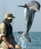 Wyszkolone i uzbrojone delfiny-mordercy uciekły na wolność